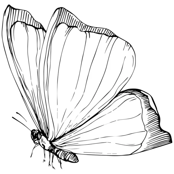 Butterfly Sketch Insetti Disegno Illustrazione — Vettoriale Stock