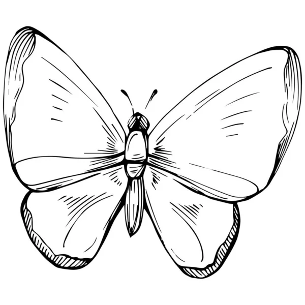 Mariposa Bosquejo Insectos Dibujo Ilustración — Vector de stock