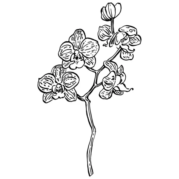 Ορχιδέες Λουλούδι Φυτικό Βοτανικό Λουλούδι Μεμονωμένο Στοιχείο Απεικόνισης Διάνυσμα Χέρι — Διανυσματικό Αρχείο