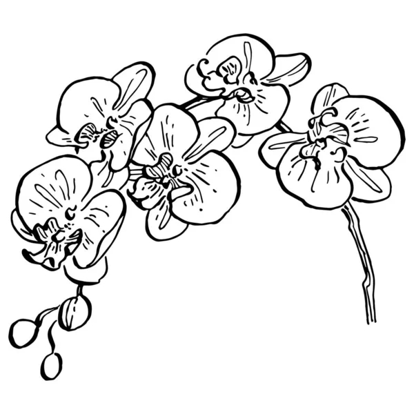 Las Orquídeas Florecen Flor Botánica Floral Elemento Ilustración Aislado Dibujo — Vector de stock