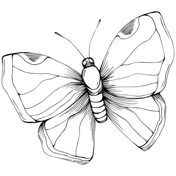 Motyl Szkic Owady Rysunek Ilustracja — Wektor stockowy