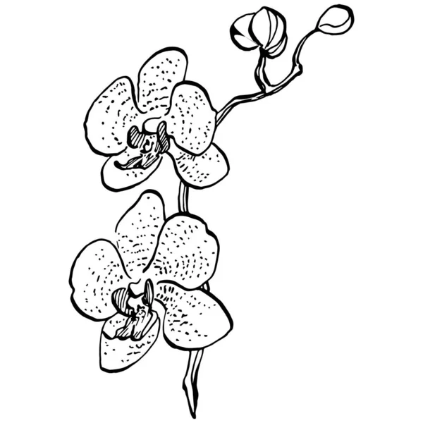 Fleur Orchidées Fleur Botanique Florale Élément Illustration Isolé Dessin Vectoriel — Image vectorielle