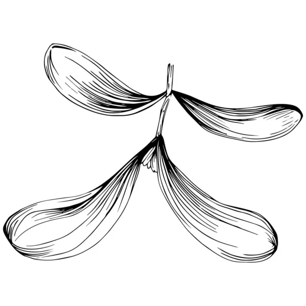 Ilustrace Kresby Jmelí Carob Strom Příroda Rytý Styl Ilustrace Detailní — Stockový vektor