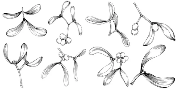 Mistletoe Sketch Drawing Illustration Carob Tree Nature Engraved Style Illustration — Διανυσματικό Αρχείο