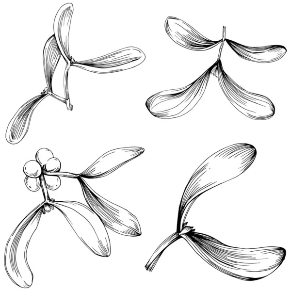 Ökse otu çizimi. Keçiboynuzu ağacı doğası oymalı bir tasvir. Detaylı bitki ürünü. Tasarım logosu, menü, etiket, simge, pul için en iyisi.