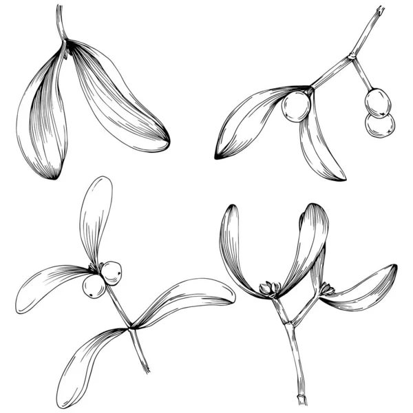 Mistletoe Sketch Drawing Illustration Carob Tree Nature Engraved Style Illustration — Διανυσματικό Αρχείο