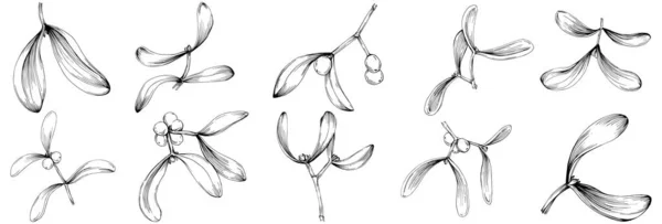 Mistletoe Sketch Drawing Illustration Carob Tree Nature Engraved Style Illustration — Wektor stockowy