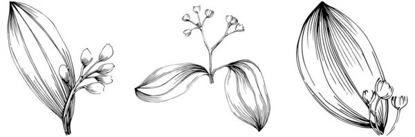 Cinnamon Vector Isolated Plant — Vector de stock