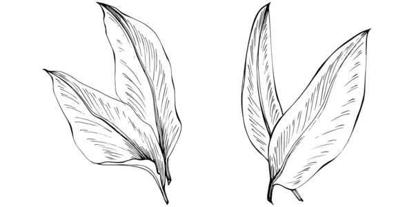 Φύλλα Τζίντζερ Απομονώθηκαν Φυτικό Ανάγλυφο Στυλ Εικονογράφηση Λεπτομερές Σχέδιο Βιολογικού — Διανυσματικό Αρχείο