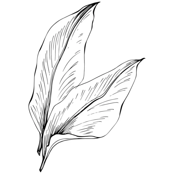Ginger Leaves Vector Isolated Herbal Engraved Style Illustration Detailed Organic — Stockvector