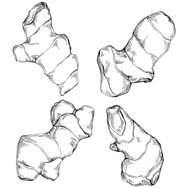 Ginger vector isolated. Herbal engraved style illustration. Detailed organic product sketch. Best for design logo, menu, label, icon, stamp.