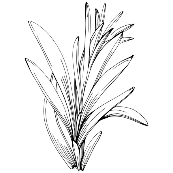 Rosemary Vector Isolated Plant Leaves Herbal Engraved Style Illustration Detailed — 스톡 벡터