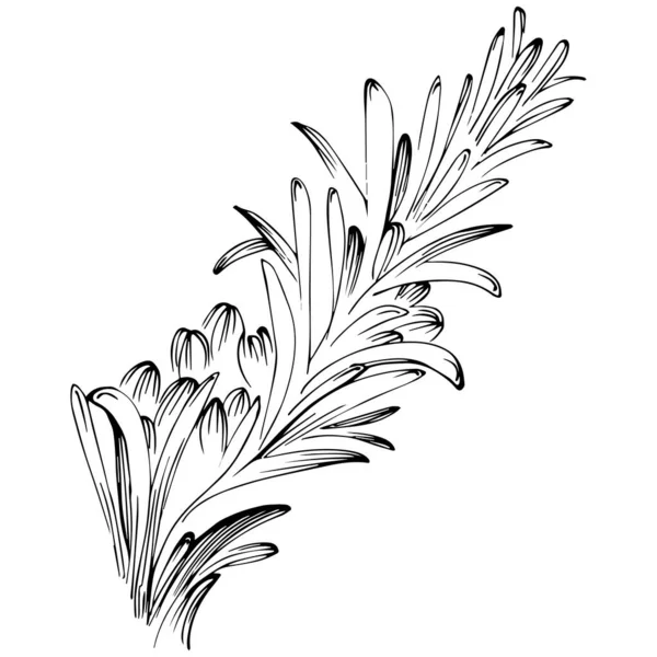 Rosemary Vector Isolated Plant Leaves Herbal Engraved Style Illustration Detailed — Archivo Imágenes Vectoriales