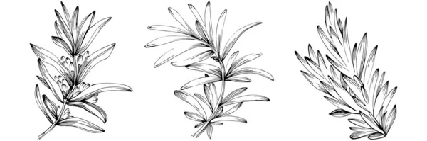 Rosemary Vector Isolated Plant Leaves Herbal Engraved Style Illustration Detailed — 스톡 벡터