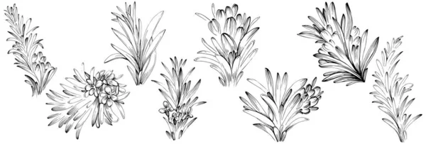 Rosemary Vector Isolated Plant Leaves Herbal Engraved Style Illustration Detailed — 스톡 벡터