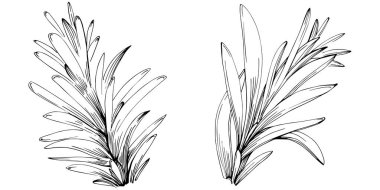 Rosemary vector isolated plant with leaves. Herbal engraved style illustration. Detailed organic product sketch.The best for design logo, menu, label, icon, stamp.