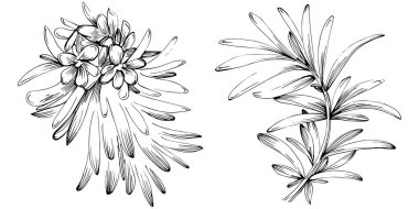 Rosemary vector isolated plant with leaves. Herbal engraved style illustration. Detailed organic product sketch.The best for design logo, menu, label, icon, stamp.