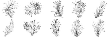 Rosemary vector isolated plant with leaves. Herbal engraved style illustration. Detailed organic product sketch.The best for design logo, menu, label, icon, stamp.