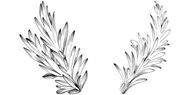 Rosemary vector isolated plant with leaves. Herbal engraved style illustration. Detailed organic product sketch.The best for design logo, menu, label, icon, stamp.