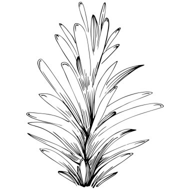 Rosemary vector isolated plant with leaves. Herbal engraved style illustration. Detailed organic product sketch.The best for design logo, menu, label, icon, stamp.