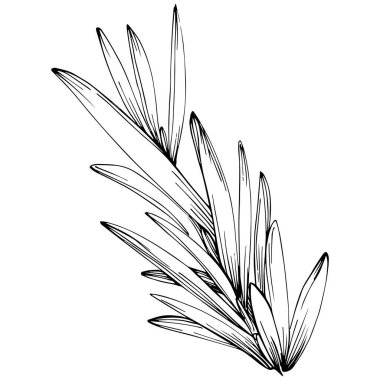 Rosemary vector isolated plant with leaves. Herbal engraved style illustration. Detailed organic product sketch.The best for design logo, menu, label, icon, stamp.