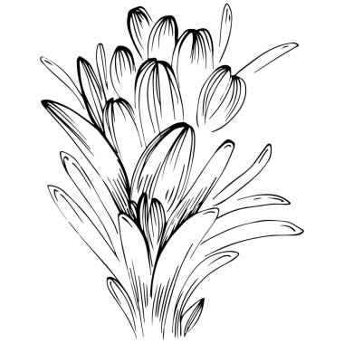 Rosemary vector isolated plant with leaves. Herbal engraved style illustration. Detailed organic product sketch.The best for design logo, menu, label, icon, stamp.