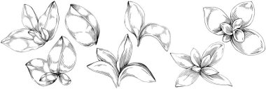 Basil leaves vector isolated. Herbal engraved style illustration. Detailed organic product sketch. The best for design logo, menu, label, icon, stamp