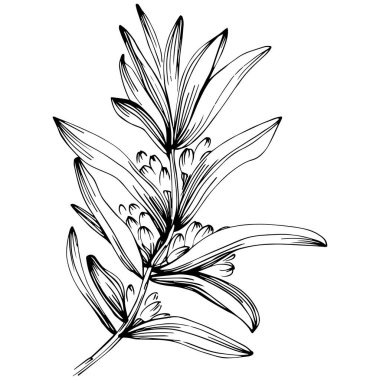 Rosemary vector isolated plant with leaves. Herbal engraved style illustration. Detailed organic product sketch.The best for design logo, menu, label, icon, stamp.