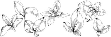 Basil leaves vector isolated. Herbal engraved style illustration. Detailed organic product sketch. The best for design logo, menu, label, icon, stamp