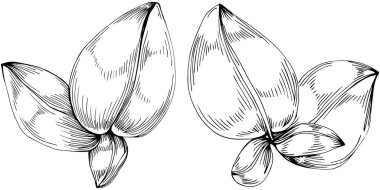 Basil leaves vector isolated. Herbal engraved style illustration. Detailed organic product sketch. The best for design logo, menu, label, icon, stamp