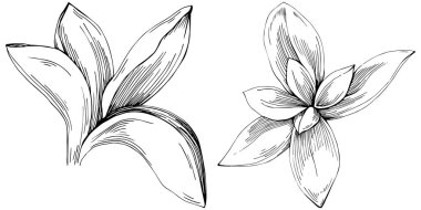 Basil leaves vector isolated. Herbal engraved style illustration. Detailed organic product sketch. The best for design logo, menu, label, icon, stamp