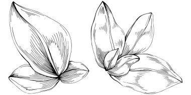 Basil leaves vector isolated. Herbal engraved style illustration. Detailed organic product sketch. The best for design logo, menu, label, icon, stamp