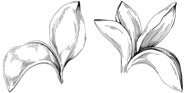 Basil leaves vector isolated. Herbal engraved style illustration. Detailed organic product sketch. The best for design logo, menu, label, icon, stamp