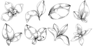 Basil leaves vector isolated. Herbal engraved style illustration. Detailed organic product sketch. The best for design logo, menu, label, icon, stamp