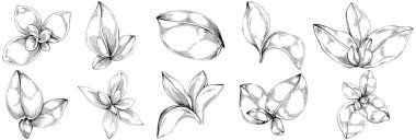 Basil leaves vector isolated. Herbal engraved style illustration. Detailed organic product sketch. The best for design logo, menu, label, icon, stamp