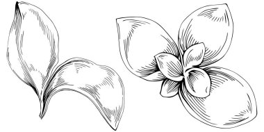 Basil leaves vector isolated. Herbal engraved style illustration. Detailed organic product sketch. The best for design logo, menu, label, icon, stamp