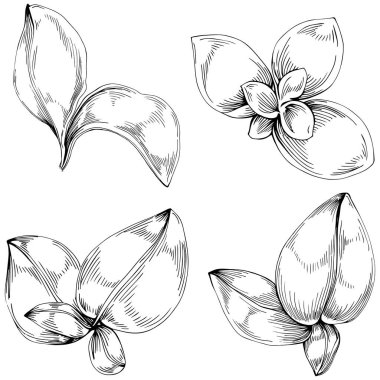 Basil leaves vector isolated. Herbal engraved style illustration. Detailed organic product sketch. The best for design logo, menu, label, icon, stamp