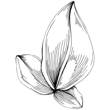 Basil leaves vector isolated. Herbal engraved style illustration. Detailed organic product sketch. The best for design logo, menu, label, icon, stamp