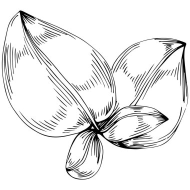 Basil leaves vector isolated. Herbal engraved style illustration. Detailed organic product sketch. The best for design logo, menu, label, icon, stamp