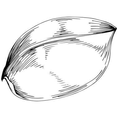 Basil leaves vector isolated. Herbal engraved style illustration. Detailed organic product sketch. The best for design logo, menu, label, icon, stamp