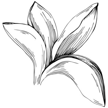 Basil leaves vector isolated. Herbal engraved style illustration. Detailed organic product sketch. The best for design logo, menu, label, icon, stamp