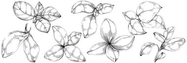 Basil vektörü izole edildi. Bitki oymalı stil illüstrasyon. Detaylı organik ürün skeci. Tasarım logosu, menü, etiket, simge, pul için en iyisi.