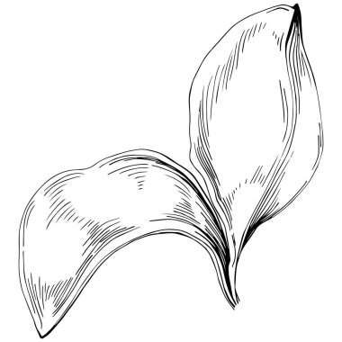 Basil leaves vector isolated. Herbal engraved style illustration. Detailed organic product sketch. The best for design logo, menu, label, icon, stamp