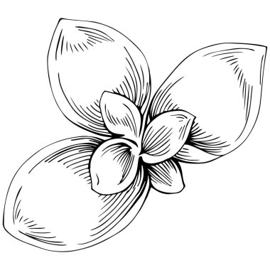 Basil leaves vector isolated. Herbal engraved style illustration. Detailed organic product sketch. The best for design logo, menu, label, icon, stamp