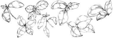 Basil vektörü izole edildi. Bitki oymalı stil illüstrasyon. Detaylı organik ürün skeci. Tasarım logosu, menü, etiket, simge, pul için en iyisi.