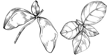 Basil vektörü izole edildi. Bitki oymalı stil illüstrasyon. Detaylı organik ürün skeci. Tasarım logosu, menü, etiket, simge, pul için en iyisi.