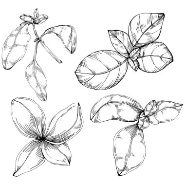 Basil vektörü izole edildi. Bitki oymalı stil illüstrasyon. Detaylı organik ürün skeci. Tasarım logosu, menü, etiket, simge, pul için en iyisi.