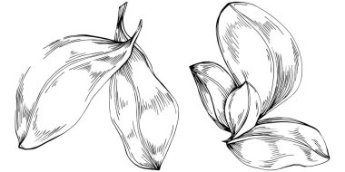 Basil vektörü izole edildi. Bitki oymalı stil illüstrasyon. Detaylı organik ürün skeci. Tasarım logosu, menü, etiket, simge, pul için en iyisi.