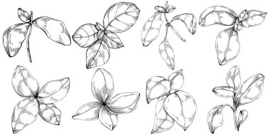 Basil vektörü izole edildi. Bitki oymalı stil illüstrasyon. Detaylı organik ürün skeci. Tasarım logosu, menü, etiket, simge, pul için en iyisi.