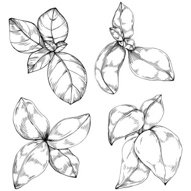 Basil vektörü izole edildi. Bitki oymalı stil illüstrasyon. Detaylı organik ürün skeci. Tasarım logosu, menü, etiket, simge, pul için en iyisi.